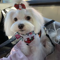 Fantastic Pawz Professional Dog Groomers - Cici after a Fantastic Pawz session! Rose is the best!