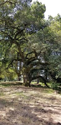 Farella Vineyard by null