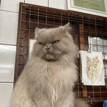De Poezenboot - Animal Shelters Near Me - Amsterdam, New Hampshire