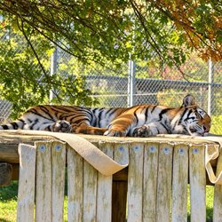Virginia Safari Park - Tiger