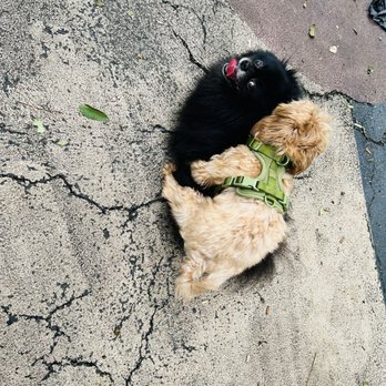 Pier 46 - Happy has met his match! Humping friends...lol - Parks Near Me - New York, New York