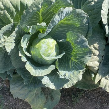 Johnson Farms Plants & Pumpkins - Cabbage!! - Pumpkin Patches Near Me - Belton, Missouri Johnson Farms Plants & Pumpkins - Cabbage!! - Pumpkin Patches Near Me - Belton, Missouri