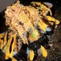 Photo of Fishkill Prime