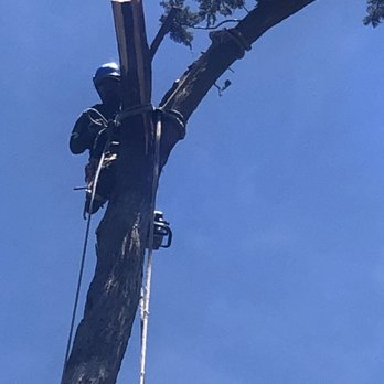 East Bay Tree Service - close up of his crew member - Tree Services Near Me - Orinda, California
