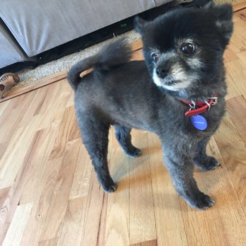 Roxie After Her Bad Haircut Courtesy Of Gone To The Dogs Grooming