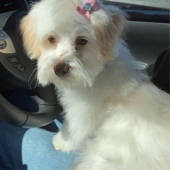 Happy Tails Pet Spa - Pet Groomers Near Me - Fontana, California Happy Tails Pet Spa - Pet Groomers Near Me - Fontana, California