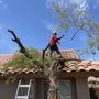 Photo of Yuma Master Tree Services