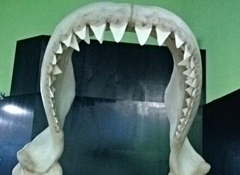 Otaru Aquarium by null