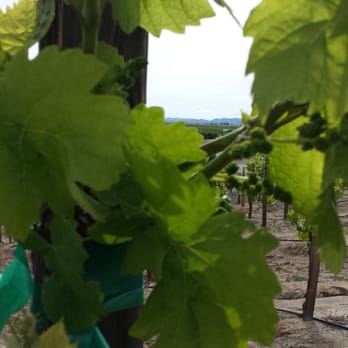Monte De Oro Winery - Vine taken April 2014 - Wineries Near Me - Temecula, California Monte De Oro Winery - Vine taken April 2014 - Wineries Near Me - Temecula, California