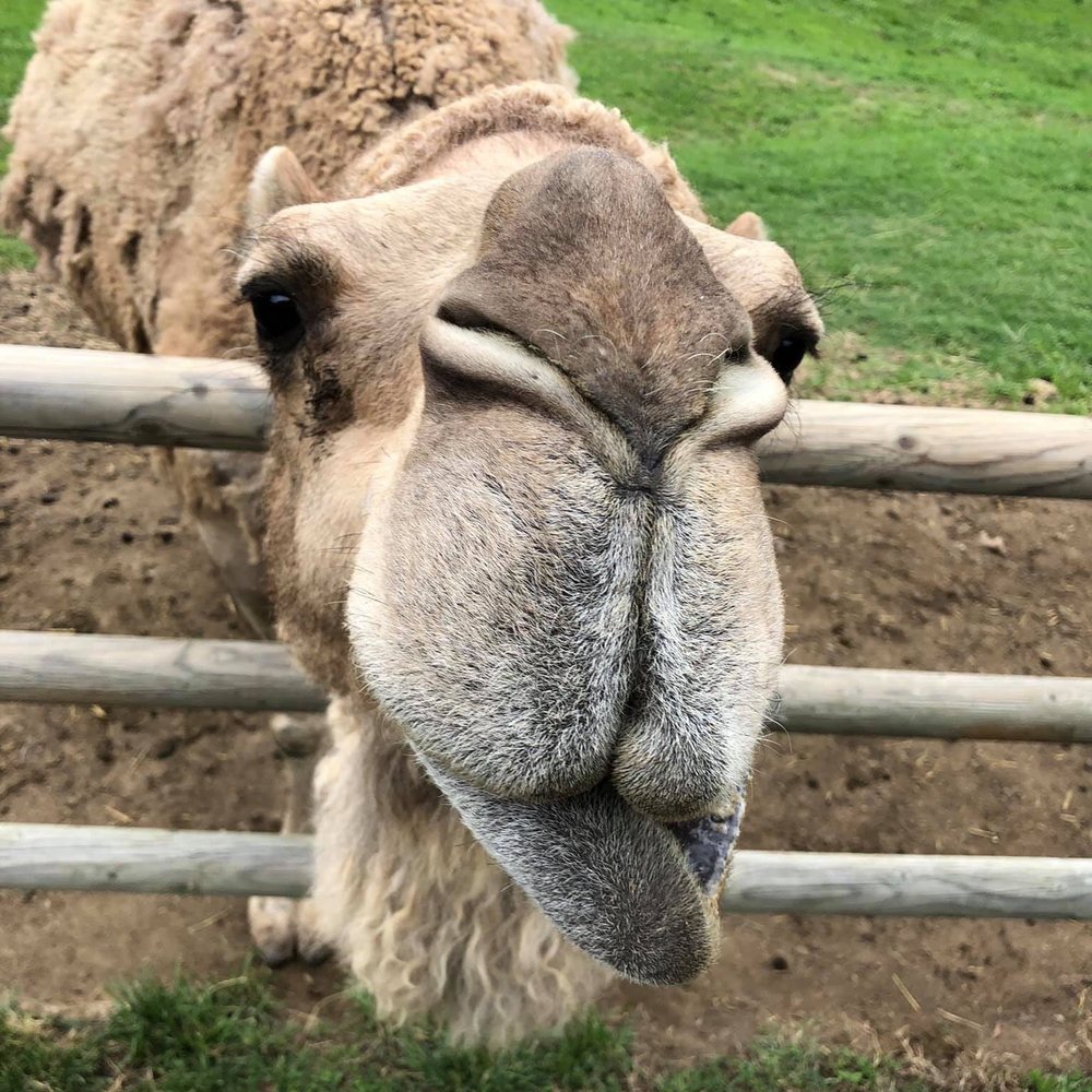 Grant's Farm - Camel - Attraction Farms Near Me - St. Louis, Missouri