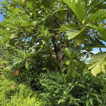 Tropical Farms Macadamia Nut - Read fruit tree - Specialty Food Near Me - Kaneohe, Hawaii Tropical Farms Macadamia Nut - Read fruit tree - Specialty Food Near Me - Kaneohe, Hawaii