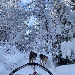 Beautiful winter wonderland while dog sledding