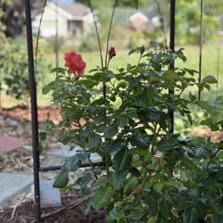 Kent's Garden & Nursery - Climbing rose "above all"