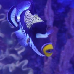 LegaSea Aquarium & The Reptarium