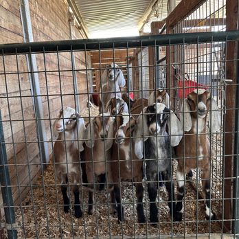 The Shady Oaks Farm - Baby goats are waiting for you to visit them! - Attraction Farms Near Me - Atascadero, California The Shady Oaks Farm - Baby goats are waiting for you to visit them! - Attraction Farms Near Me - Atascadero, California