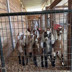 The Shady Oaks Farm - Baby goats are waiting for you to visit them!