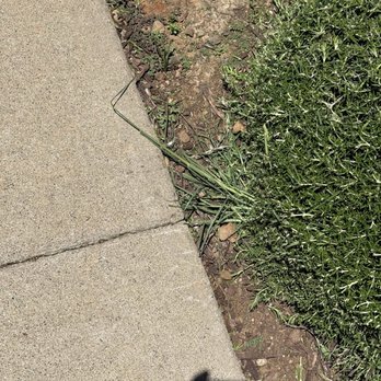 Lawn Care Up - Again they said that they cleared the weeds - Lawn Services Near Me - Sacramento, California Lawn Care Up - Again they said that they cleared the weeds - Lawn Services Near Me - Sacramento, California