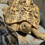 Photo of TortoiseLand