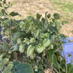 The Patch Brewery - Hop
