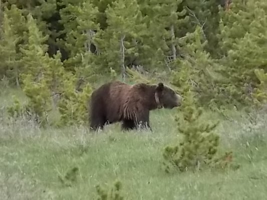 Hayden Valley by null