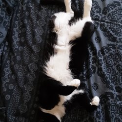 Kalamazoo Animal Rescue - Her kingdom is locked down