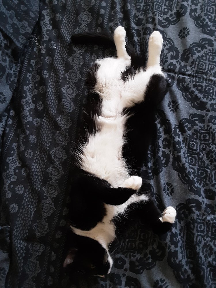 KALAMAZOO ANIMAL RESCUE Updated September 2024 11 Photos 4669