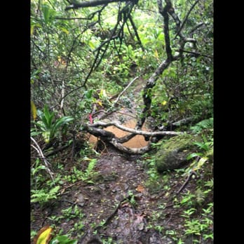 Ma'akua Ridge Trail - Creek we had to cross going over fallen tree - Hiking Near Me - Hauula, Hawaii Ma'akua Ridge Trail - Creek we had to cross going over fallen tree - Hiking Near Me - Hauula, Hawaii