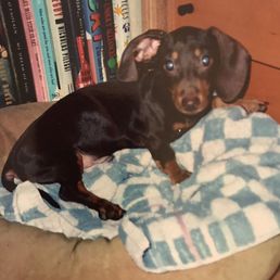 Gus: aged nine months 2004
