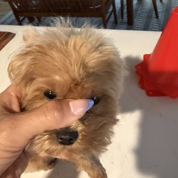 Cupid Doggie Spa - Uneven - Pet Groomers Near Me - La Habra, California Cupid Doggie Spa - Uneven - Pet Groomers Near Me - La Habra, California