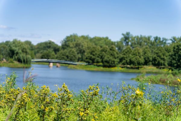 Chicago Botanic Garden by null