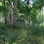Photo of Miami Woods
