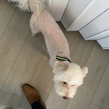 Posh Pups Pet Grooming - The worst haircut I've ever seen! look at how they butchered his ears! - Pet Groomers Near Me Posh Pups Pet Grooming - The worst haircut I've ever seen! look at how they butchered his ears! - Pet Groomers Near Me