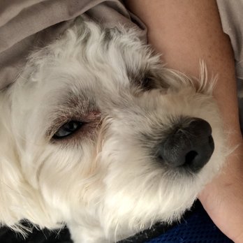 Maximillion Groomers - Red lump on his eye... - Pet Groomers Near Me - Canton Township, Michigan