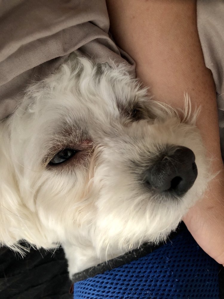 MAXIMILLION GROOMERS Updated June 2024 36 Photos & 31 Reviews