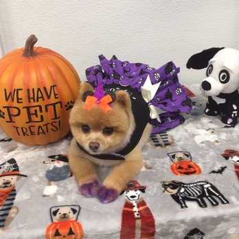 My Love Pets and Grooming - Hati is so cute. - Pet Groomers Near Me - Belleville, New Jersey My Love Pets and Grooming - Hati is so cute. - Pet Groomers Near Me - Belleville, New Jersey