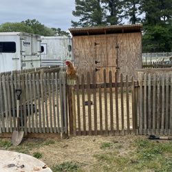 Horse & Hound - Chicken guarding the goats gate.