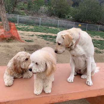 Puppy Spa - Golden Girls - Pet Groomers Near Me - Los Angeles, California Puppy Spa - Golden Girls - Pet Groomers Near Me - Los Angeles, California