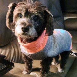 Samer Ghostine, MD - My Zoey, whom you let me bring to appointments and in hospital.