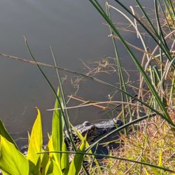 Cooper's Bayou Park - Very pleased to see my first gator "in the wild" at this park. January 2025