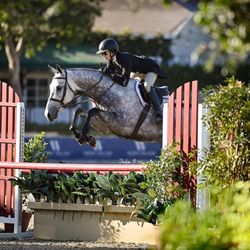 Cellar Door Farm - Young horses, seasoned horses, and investment horses all welcome