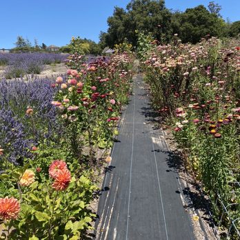Santa Rita Hills Lavender Farm - There are many kind of flowers on the farm. - Attraction Farms Near Me - Lompoc, California Santa Rita Hills Lavender Farm - There are many kind of flowers on the farm. - Attraction Farms Near Me - Lompoc, California