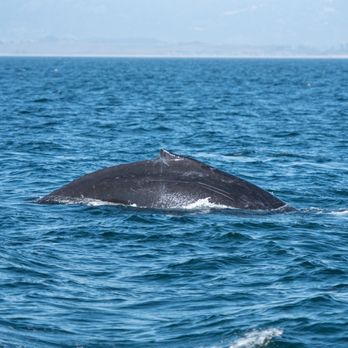Discovery Whale Watch - Whale Watching Tours Near Me - Monterey, California Discovery Whale Watch - Whale Watching Tours Near Me - Monterey, California
