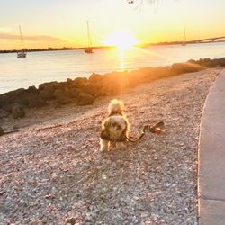 Bayfront Park and Marina - Sunset in the distance. Mocha Coconut knows it's time for a pic!