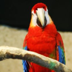 Blank Park Zoo