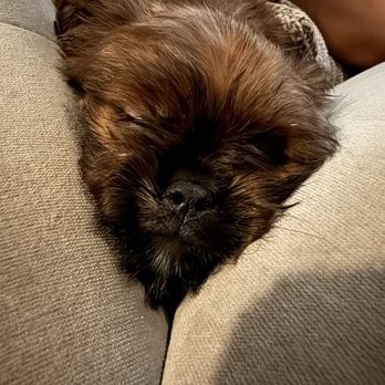 Best Friends Kennels - Pet Breeders Near Me