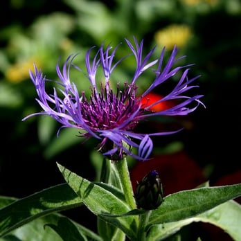 Peck Farm Park - Flower inside the butterfly house - Parks Near Me - Geneva, Illinois