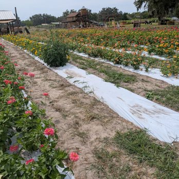 Sweetfields Farm - Other Flower Patches - Farmers Market Near Me - Masaryktown, Florida