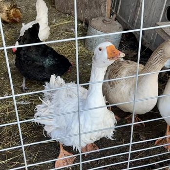 Bode Farms Rescue & Sanctuary - Campgrounds Near Me - Ferndale , Washington Bode Farms Rescue & Sanctuary - Campgrounds Near Me - Ferndale , Washington