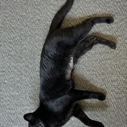 SOS of Ohio - Truff the cat says thank you!