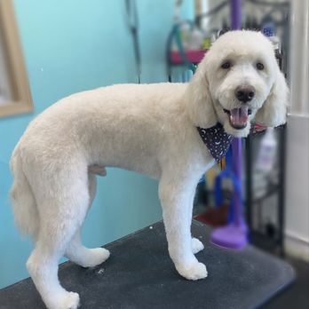 Fur Shore Dog Grooming - Pet Groomers Near Me - Rockledge, Florida Fur Shore Dog Grooming - Pet Groomers Near Me - Rockledge, Florida